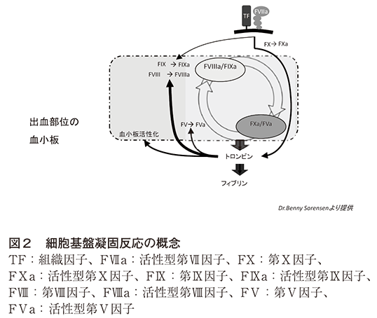 図2　細胞基盤凝固反応の概念