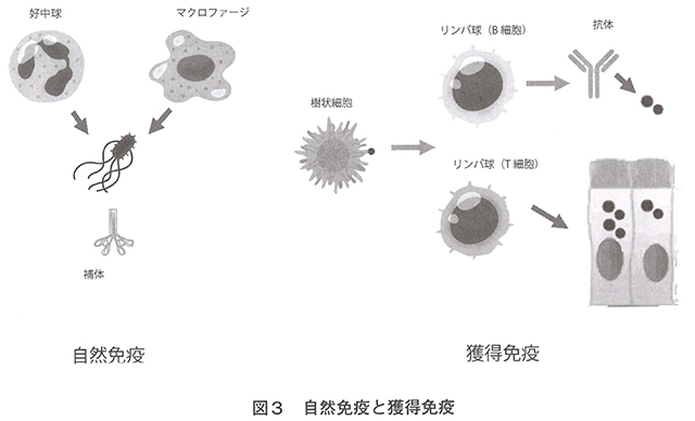 図3　自然免疫と獲得免疫